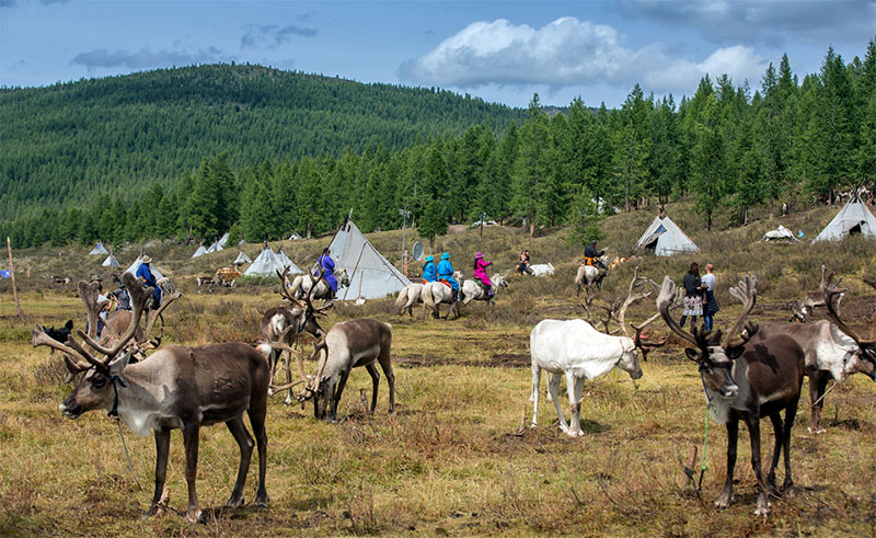 mongolia photos taiga 